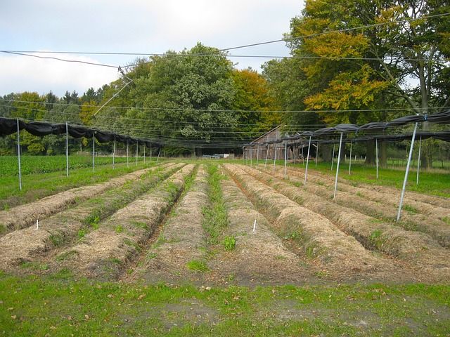 Dlaczego odpowiednie nawadnianie roślin jest kluczem do ich zdrowego wzrostu?