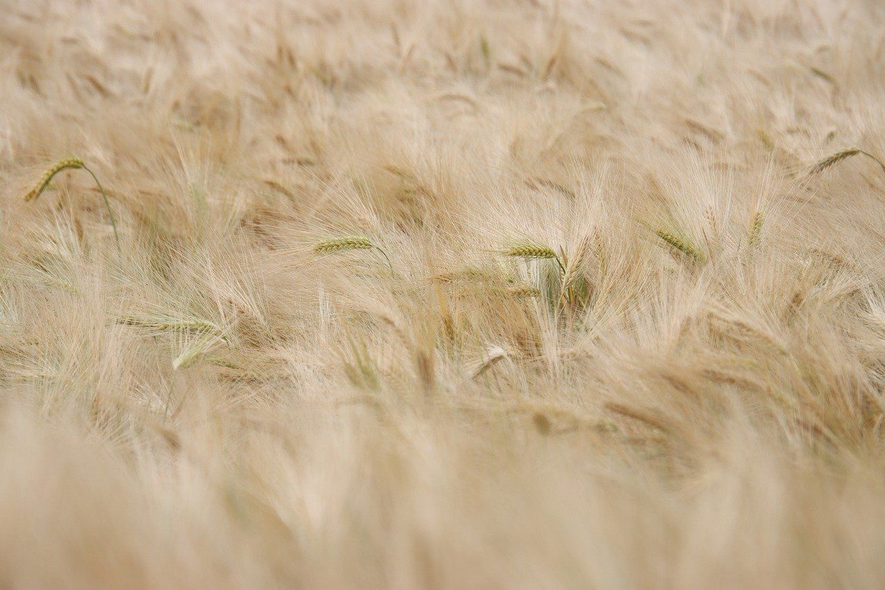 Jak dbać o rośliny? Podstawowe zasady pielęgnacji